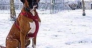 Ryder participe au concours pour gagner de l'argent avec cette photo : animal, boxer, canine, cold, daytime, dog, fence, harness, nature, outdoor, park, pet, playground, quiet, seasonal, sitting, snow, snowfall, tree, winter