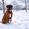dog, boxer, snow, winter, outdoor, tree, park, harness, pet, animal, cold, playground, fence, snowfall, sitting, canine, nature, daytime, quiet, seasonal