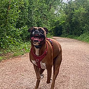 Ryder participe au concours pour gagner de l'argent avec cette photo : active, animal, boxer, canine, daytime, dirt_path, dog, forest, greenery, happy, harness, nature, outdoor, pet, playful, running, summer, trail, trees, walking