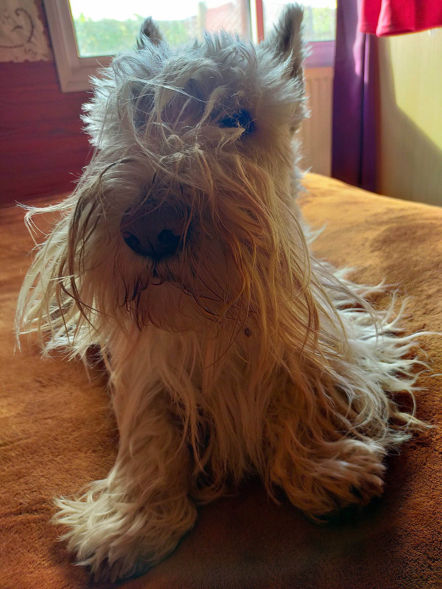 Marius participe au concours pour gagner de l'argent avec cette photo : biewer_terrier, canidae, carnivore, companion_dog, dog, dog_breed, fawn, flooring, fur, giant_dog_breed, hardwood, non_sporting_group, small_terrier, snout, sporting_group, terrier, toy_dog, water_dog, wood, working_animal