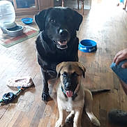 Shadow joined the competition — help win amazing prizes! canidae, carnivore, dog, dog_breed, fawn, labrador_retriever, mammal, snout, sporting_group