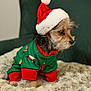 Yogi is registered to the contest to win money with this photo: dog, puppy, christmas, santa_hat, holiday_clothing, green_pajamas, red_cuffs, blanket, cozy, fur, pet, indoors, cute, small_dog, festive, winter, decor, animal, portrait, seated