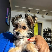 Yogi joined the competition — help win amazing prizes! puppy, dog, small_dog, scruffy, pet, indoor, hand, person, nails, blue_shirt, fur, eyes, cute, cozy, home_interior, furniture, curtain, shoe_rack, relaxing, close_up