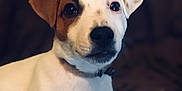 Obama participe au concours pour gagner de l'argent avec cette photo : carnivoran, companion_dog, dog, dog_breed, dog_breed_group, dog_like_mammal, jack_russell_terrier, puppy, russell_terrier, snout, whiskers
