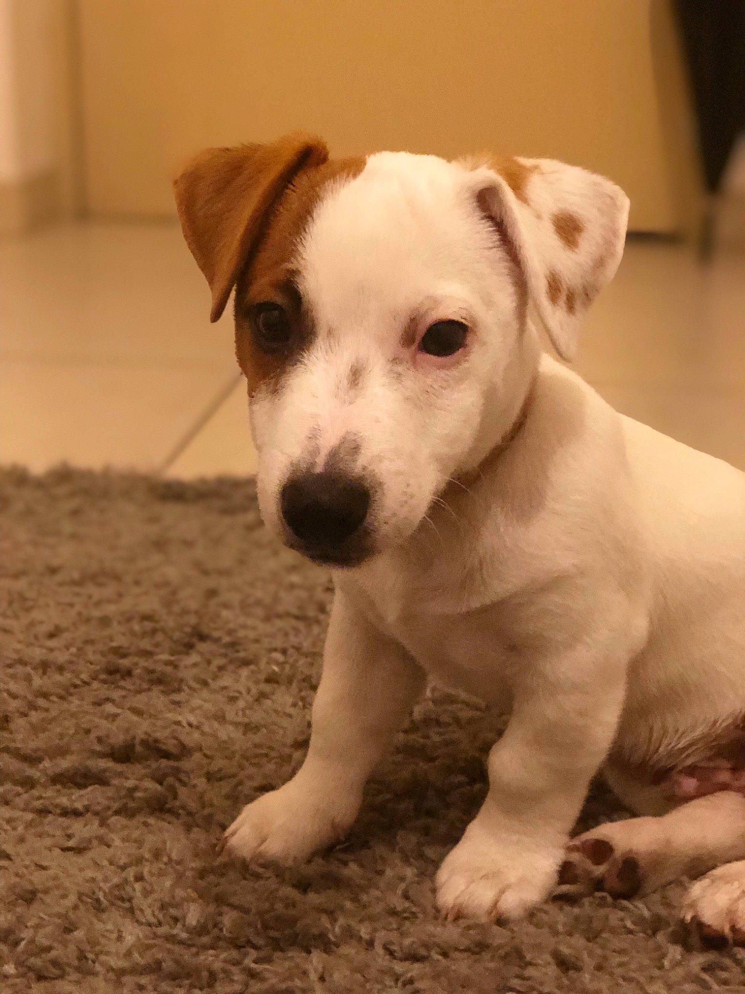 Obama a rejoint le concours — aidez-le/la à gagner de superbes lots ! carnivoran, companion_dog, dog, dog_breed, dog_breed_group, dog_like_mammal, jack_russell_terrier, miniature_fox_terrier, parson_russell_terrier, puppy, russell_terrier, snout, tenterfield_terrier, terrier