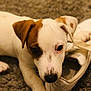 Obama participe au concours pour gagner de l'argent avec cette photo : carnivoran, companion_dog, danish_swedish_farmdog, dog, dog_breed, dog_like_mammal, jack_russell_terrier, miniature_fox_terrier, parson_russell_terrier, puppy, russell_terrier, snout, tenterfield_terrier