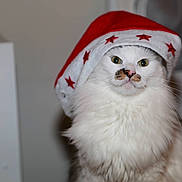 Frimousse participe au concours pour gagner de l'argent avec cette photo :