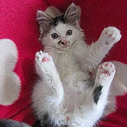 Frimousse participe au concours pour gagner de l'argent avec cette photo :