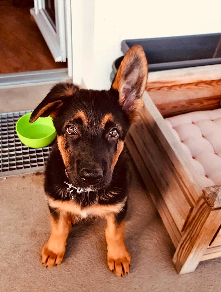 Star a rejoint le concours — aidez-le/la à gagner de superbes lots ! canidae, carnivore, companion_dog, couch, dog, dog_breed, ear, fawn, flooring, fur, hardwood, paw, pinscher, snout, sporting_group, terrestrial_animal, toy_dog, whiskers, wood, working_animal