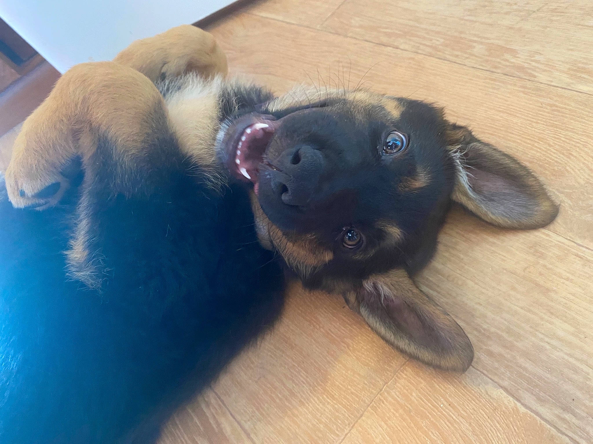 Star participe au concours pour gagner de l'argent avec cette photo : carnivore, comfort, companion_dog, dog, dog_breed, ear, fawn, felidae, hardwood, liver, paw, pet_supply, sky, snout, sporting_group, tail, terrestrial_animal, whiskers, wood, working_animal