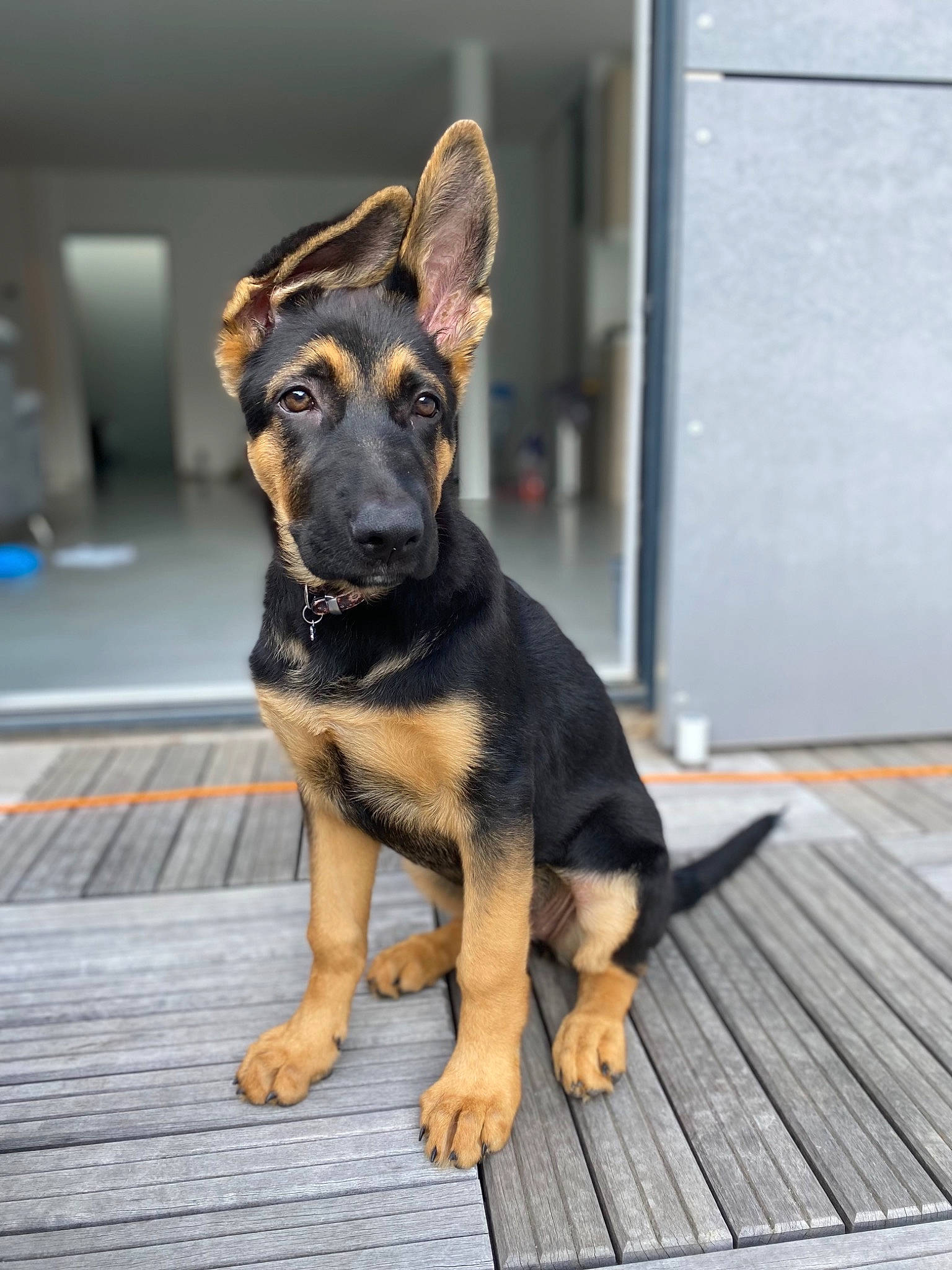 Star participe au concours pour gagner de l'argent avec cette photo : canidae, carnivore, companion_dog, dog, dog_breed, door, fawn, guard_dog, sporting_group, wood, working_animal, working_dog