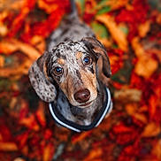 Leon joined the competition — help win amazing prizes! dog, dachshund, pet, animal, portrait, close_up, autumn, fall_leaves, outdoor, nature, brown, gray, speckled_coat, floppy_ears, blue_eyes, nose, collar, looking_up, colorful, photography