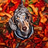 dog, dachshund, pet, animal, portrait, close_up, autumn, fall_leaves, outdoor, nature, brown, gray, speckled_coat, floppy_ears, blue_eyes, nose, collar, looking_up, colorful, photography