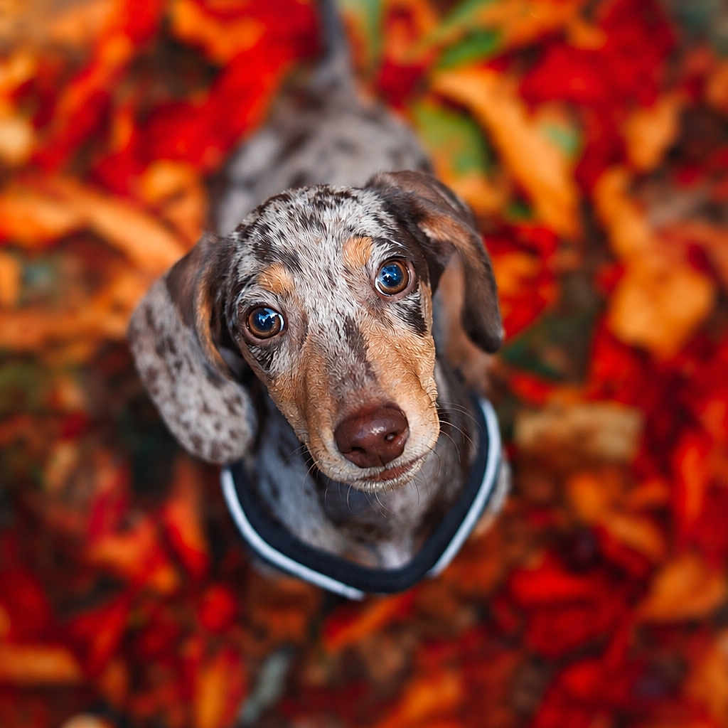 Leon