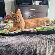 Whiskey joined the competition — help win amazing prizes! cat, orange_tabby, pillow, blanket, indoor, furniture, dresser, plush_toy, pet, animal, relaxed, lying_down, fur, whiskers, ears, eyes, cozy, home, bedroom, resting