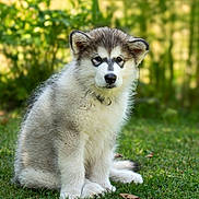 Darwin a rejoint le concours — aidez-le/la à gagner de superbes lots ! dog, puppy, alaskan_malamute, fluffy, grass, outdoor, nature, pet, young_dog, fur, canine, animal, sitting, greenery, cute, portrait, serious_expression, sunlight, collar, adorable