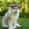dog, puppy, alaskan_malamute, fluffy, grass, outdoor, nature, pet, young_dog, fur, canine, animal, sitting, greenery, cute, portrait, serious_expression, sunlight, collar, adorable