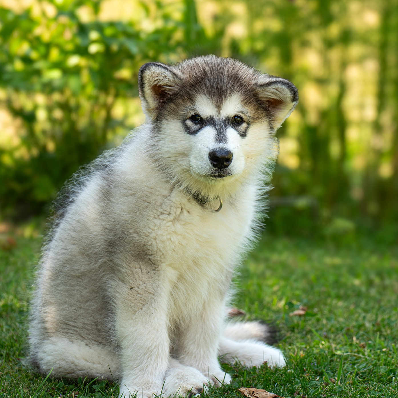Darwin a rejoint le concours — aidez-le/la à gagner de superbes lots ! dog, puppy, alaskan_malamute, fluffy, grass, outdoor, nature, pet, young_dog, fur, canine, animal, sitting, greenery, cute, portrait, serious_expression, sunlight, collar, adorable