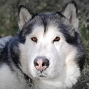 Hindiana a rejoint le concours — aidez-le/la à gagner de superbes lots ! alaskan_malamute, animal, brown_eyes, calm, canine, close_up, collar, dog, ears, face, fluffy, fur, majestic, muzzle, nature, nose, outdoor, pet, portrait, watchful
