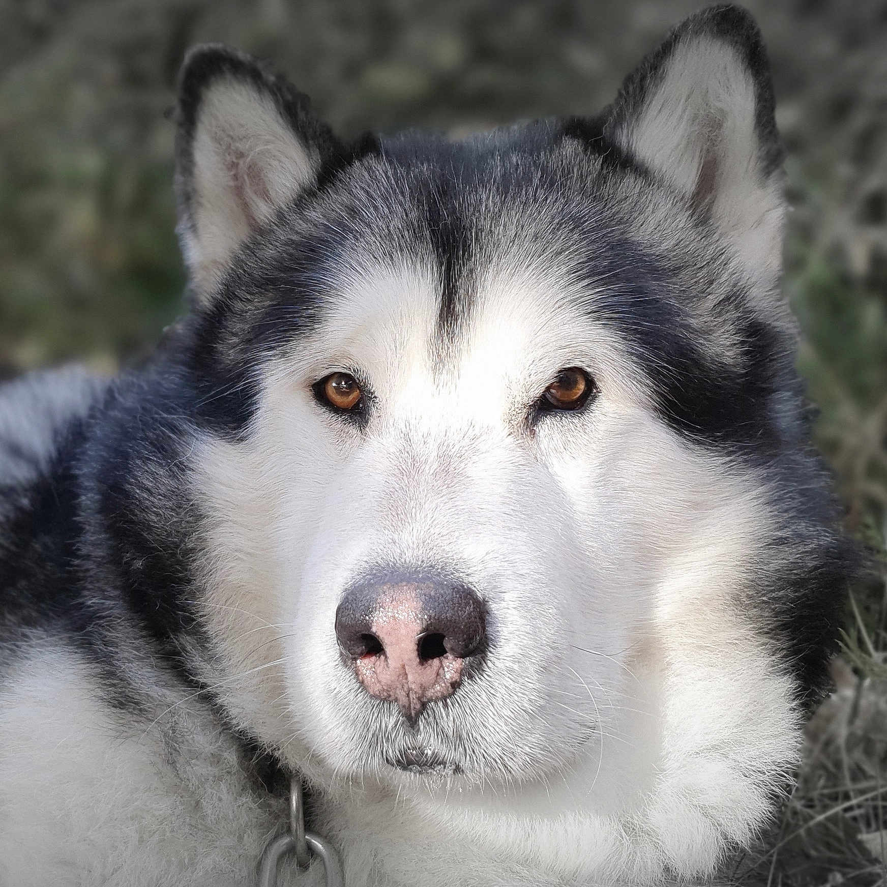 Hindiana a rejoint le concours — aidez-le/la à gagner de superbes lots ! alaskan_malamute, animal, brown_eyes, calm, canine, close_up, collar, dog, ears, face, fluffy, fur, majestic, muzzle, nature, nose, outdoor, pet, portrait, watchful