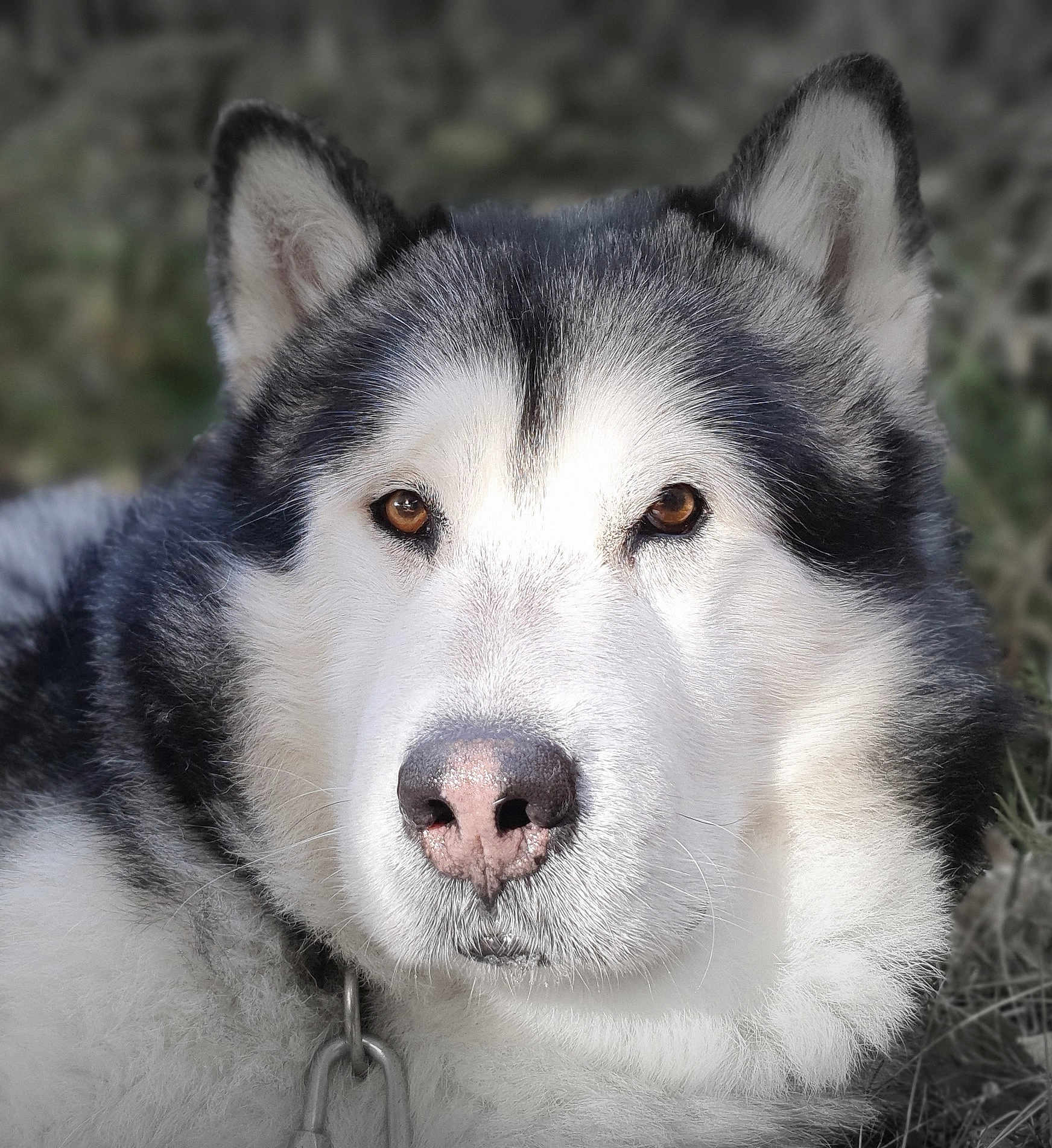 Hindiana a rejoint le concours — aidez-le/la à gagner de superbes lots ! alaskan_malamute, animal, brown_eyes, calm, canine, close_up, collar, dog, ears, face, fluffy, fur, majestic, muzzle, nature, nose, outdoor, pet, portrait, watchful