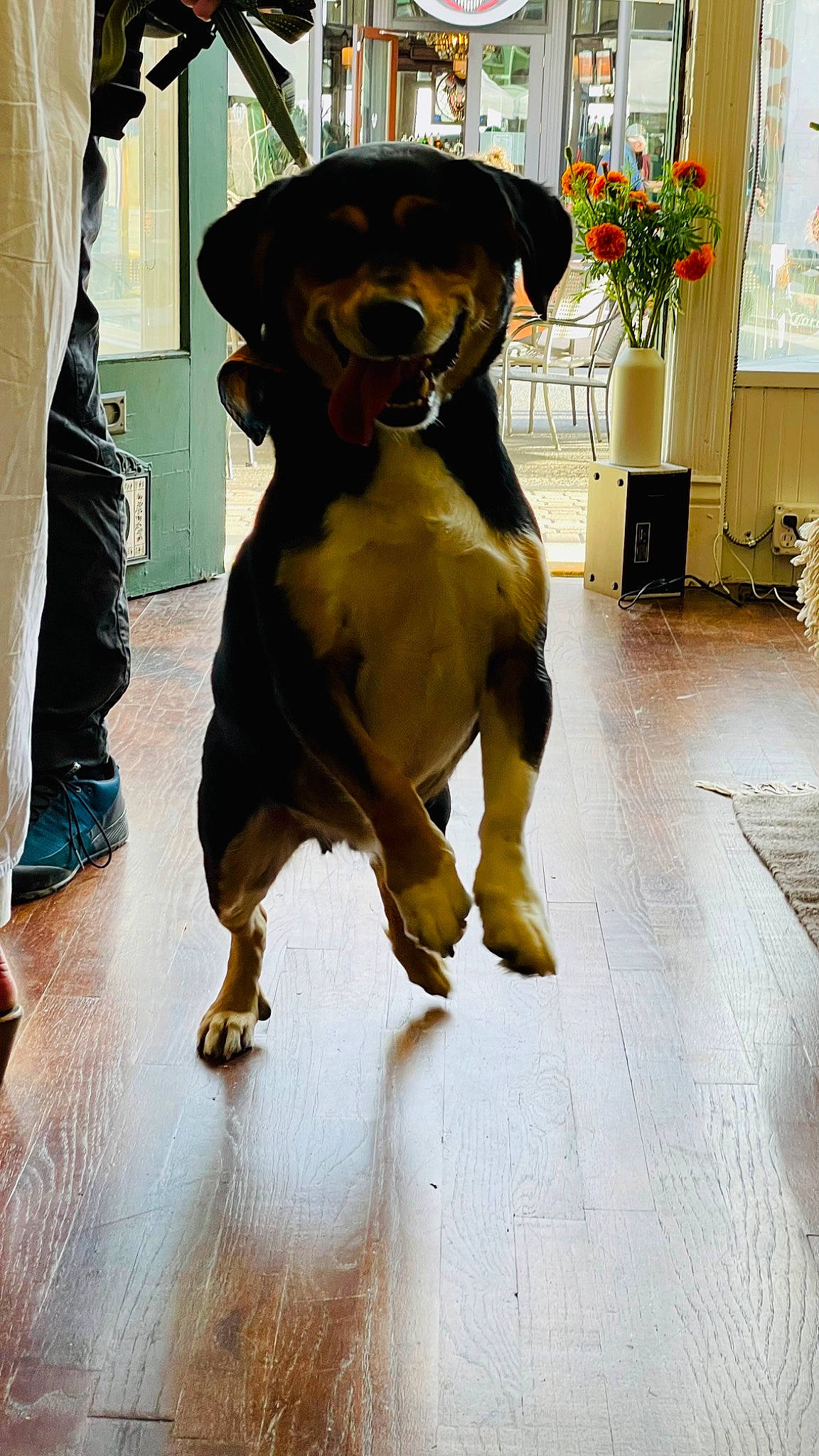 Koa is registered to the contest to win money with this photo: art, canidae, carnivore, companion_dog, dog, dog_breed, dog_collar, fawn, flooring, flowerpot, fur, hat, houseplant, liver, pet_supply, plant, snout, sporting_group, working_animal, working_dog