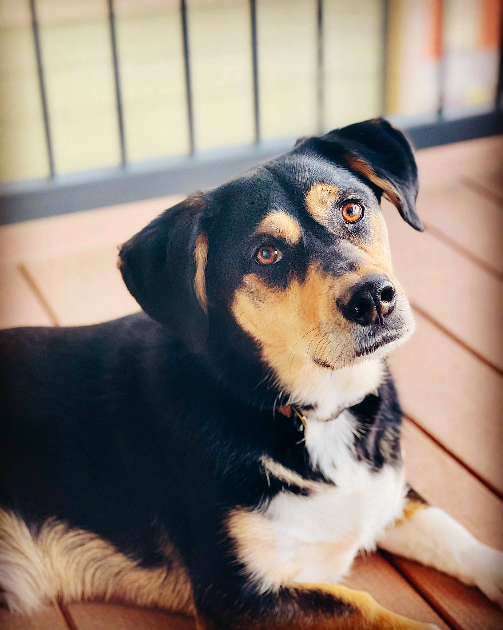 Koa is registered to the contest to win money with this photo: canidae, carnivore, collar, companion_dog, dog, dog_breed, electric_blue, fur, sporting_group, whiskers, working_animal, working_dog