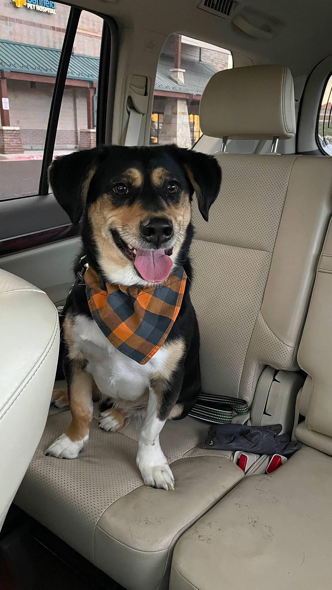 Koa joined the competition — help win amazing prizes! auto_part, automotive_design, automotive_exterior, car, car_seat, car_seat_cover, carnivore, collar, companion_dog, dog, dog_breed, dog_collar, dog_supply, head_restraint, motor_vehicle, seat_belt, snout, sporting_group, vehicle, vehicle_door