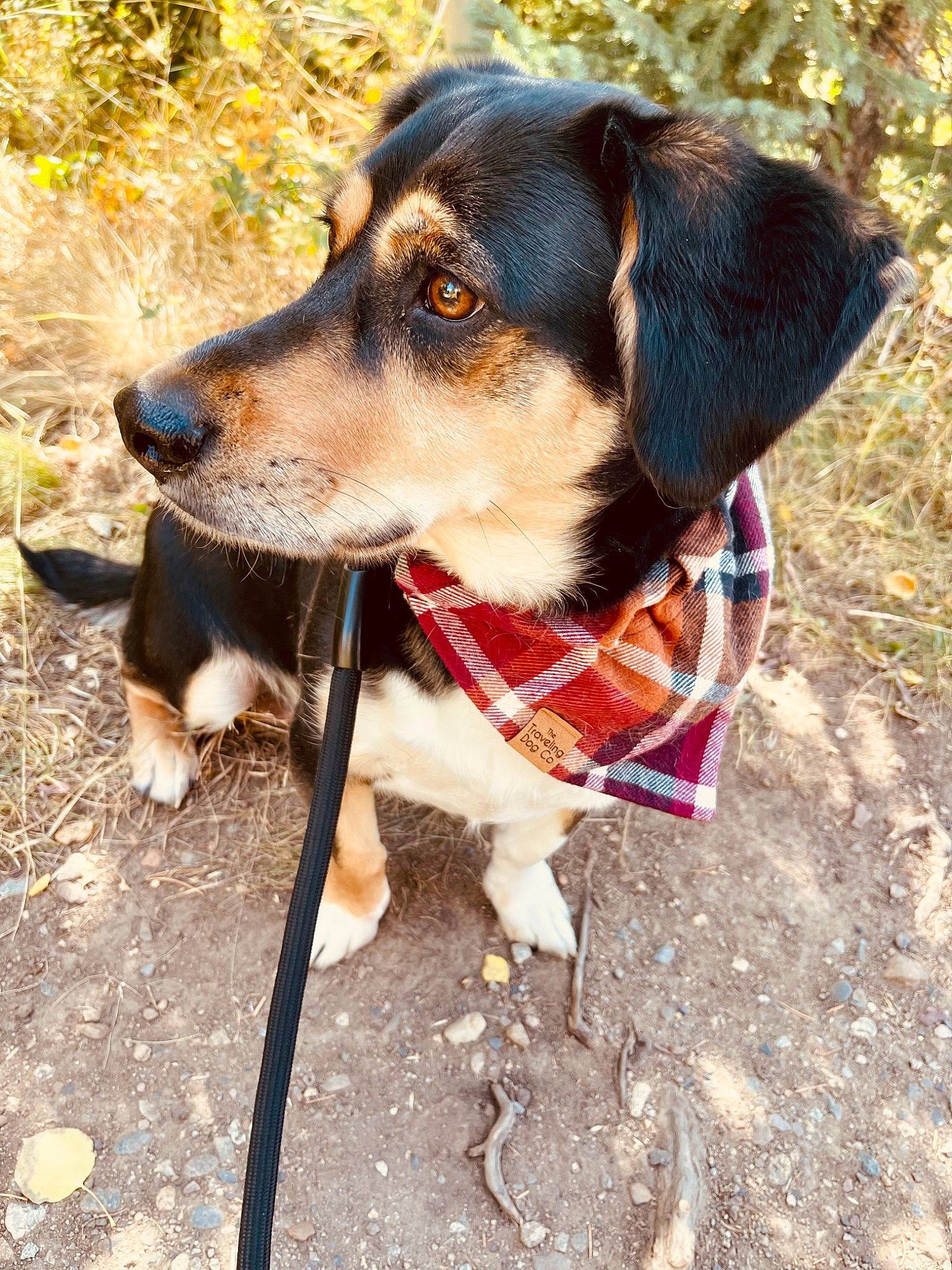 Koa joined the competition — help win amazing prizes! adventure, canidae, carnivore, collar, companion_dog, dog, dog_breed, dog_clothes, dog_collar, dog_supply, fashion_accessory, fawn, leash, pet_supply, plant, snout, sporting_group, tree, working_animal, working_dog
