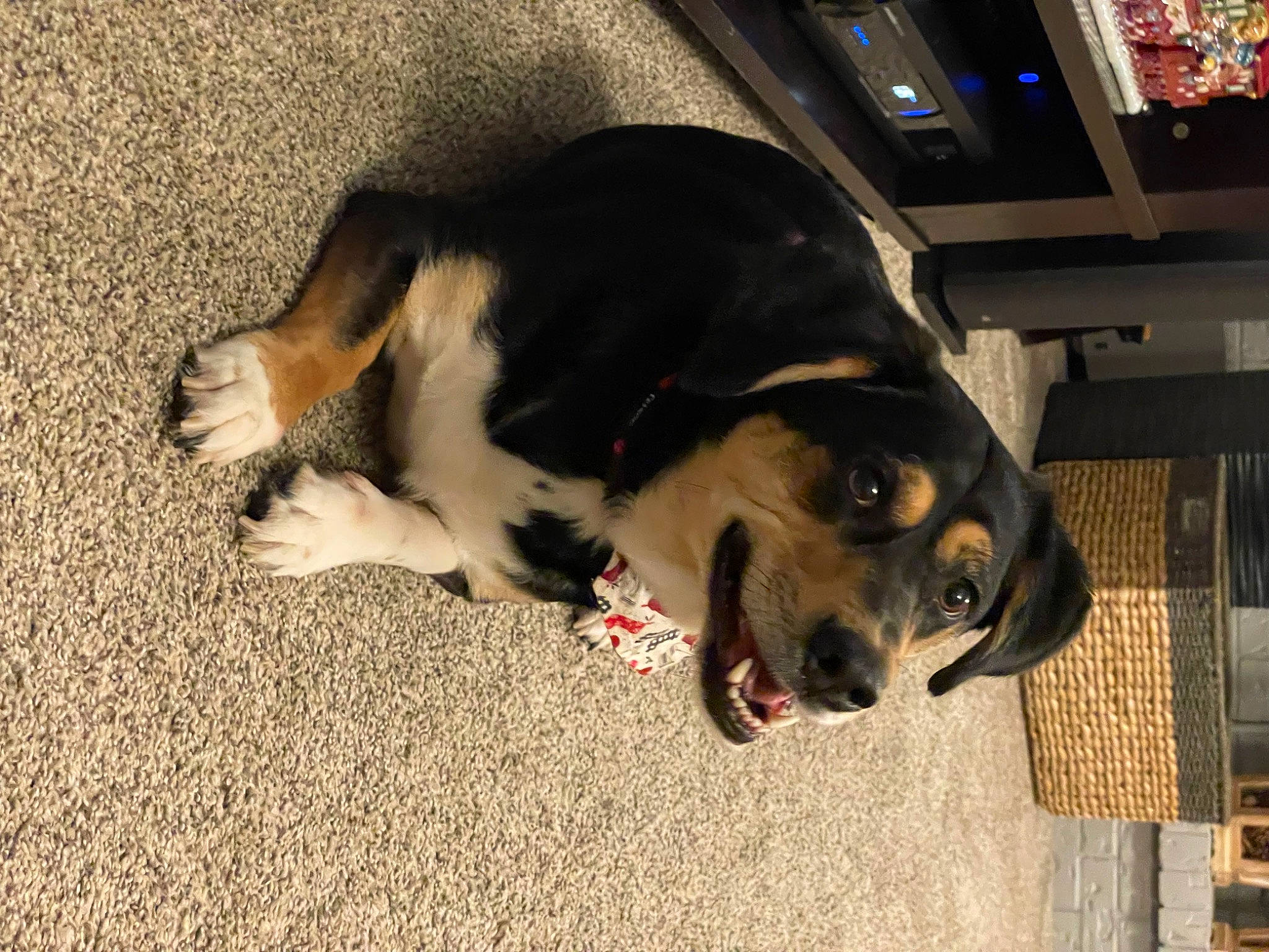 Koa joined the competition — help win amazing prizes! bored, canidae, carnivore, comfort, companion_dog, dog, dog_breed, fawn, flooring, fur, non_sporting_group, paw, snout, sporting_group, tail, terrestrial_animal, working_animal, working_dog