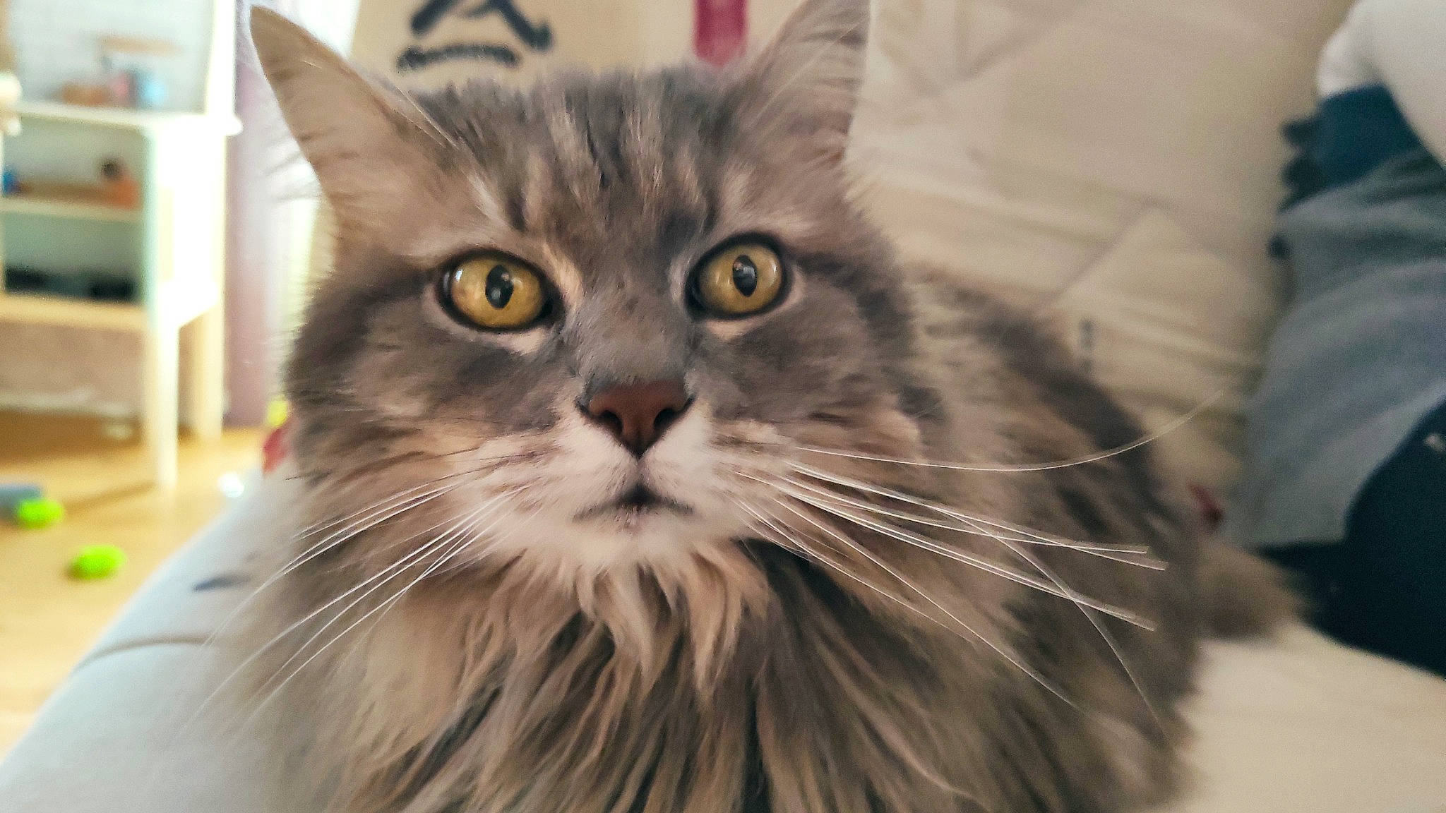 Nina participe au concours pour gagner de l'argent avec cette photo : carnivore, cat, close_up, domestic_short_haired_cat, fawn, felidae, fur, maine_coon, norwegian_forest_cat, shelf, small_to_medium_sized_cats, snout, whiskers