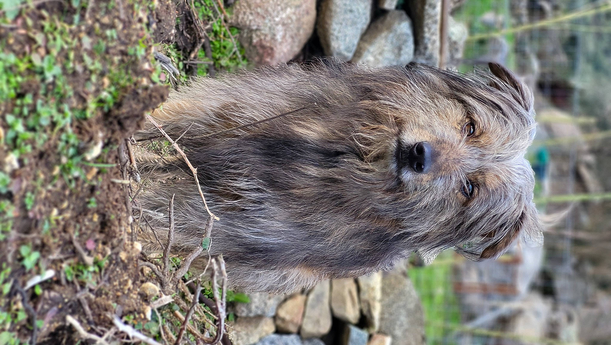 Lucky a rejoint le concours — aidez-le/la à gagner de superbes lots ! carnivore, fur, grass, terrestrial_animal