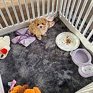 Diva is registered to the contest to win money with this photo: puppy, dog, playpen, toy, blanket, food, water_bowl, carpet, cute, pet, small, fur, indoor, floor, white, brown, animal, looking_up, cozy, domestic