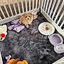 puppy, dog, playpen, toy, blanket, food, water_bowl, carpet, cute, pet, small, fur, indoor, floor, white, brown, animal, looking_up, cozy, domestic