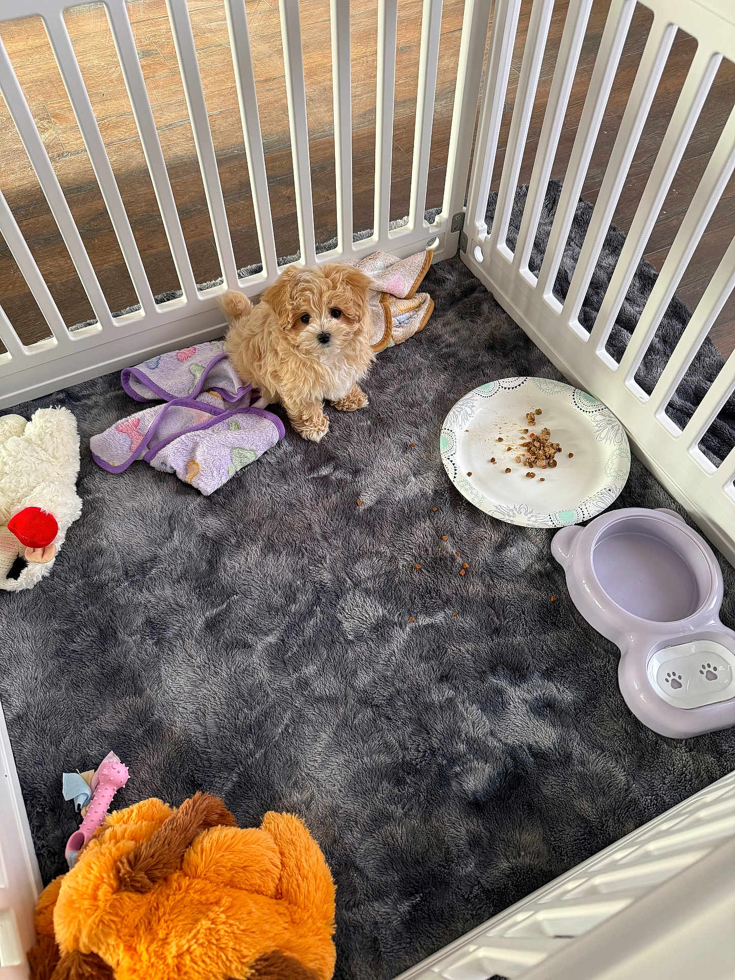 Diva is registered to the contest to win money with this photo: puppy, dog, playpen, toy, blanket, food, water_bowl, carpet, cute, pet, small, fur, indoor, floor, white, brown, animal, looking_up, cozy, domestic
