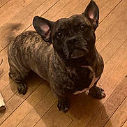 Kyger joined the competition — help win amazing prizes! brindle, companion, curious, cute, dark_coat, dog, domestic_animal, erect_ears, floorboards, french_bulldog, indoor, looking_up, paws, pet, portrait, shiny_eyes, short_muzzle, sitting, small_dog, wooden_floor