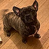 brindle, companion, curious, cute, dark_coat, dog, domestic_animal, erect_ears, floorboards, french_bulldog, indoor, looking_up, paws, pet, portrait, shiny_eyes, short_muzzle, sitting, small_dog, wooden_floor