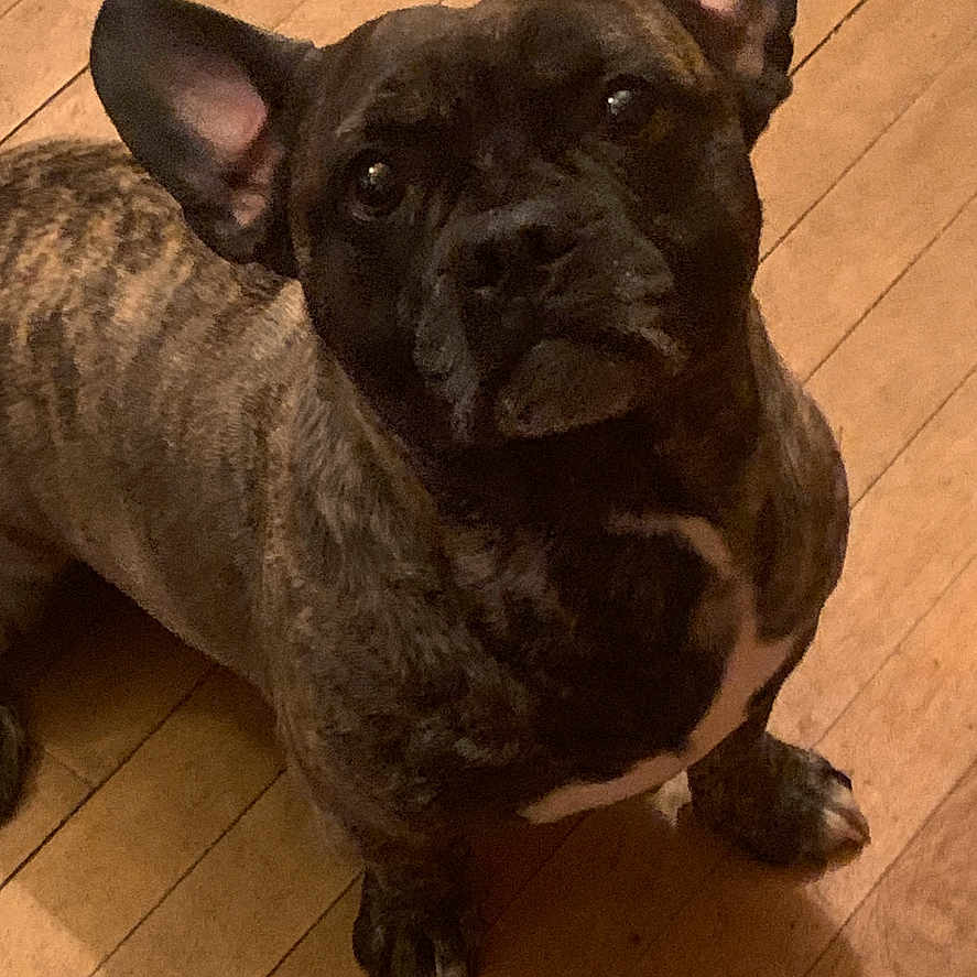 Kyger joined the competition — help win amazing prizes! brindle, companion, curious, cute, dog, domestic_animal, ears_up, french_bulldog, fur, hardwood_floor, home, indoor, looking_up, nose, paws, pet, portrait, sitting, whiskers, wide_eyes