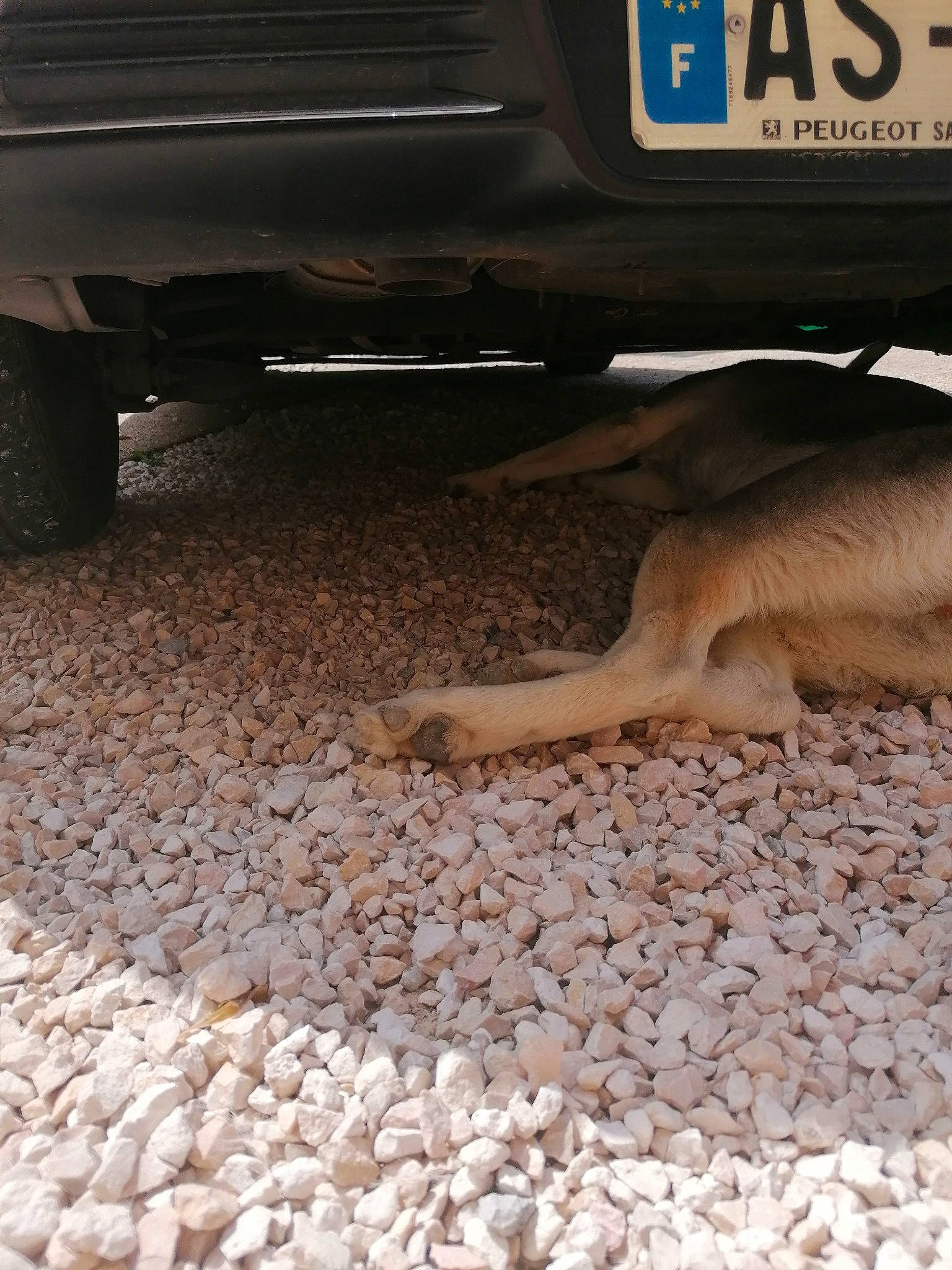 Dana a rejoint le concours — aidez-le/la à gagner de superbes lots ! auto_part, car, fawn, floor, tail, vehicle, wildlife