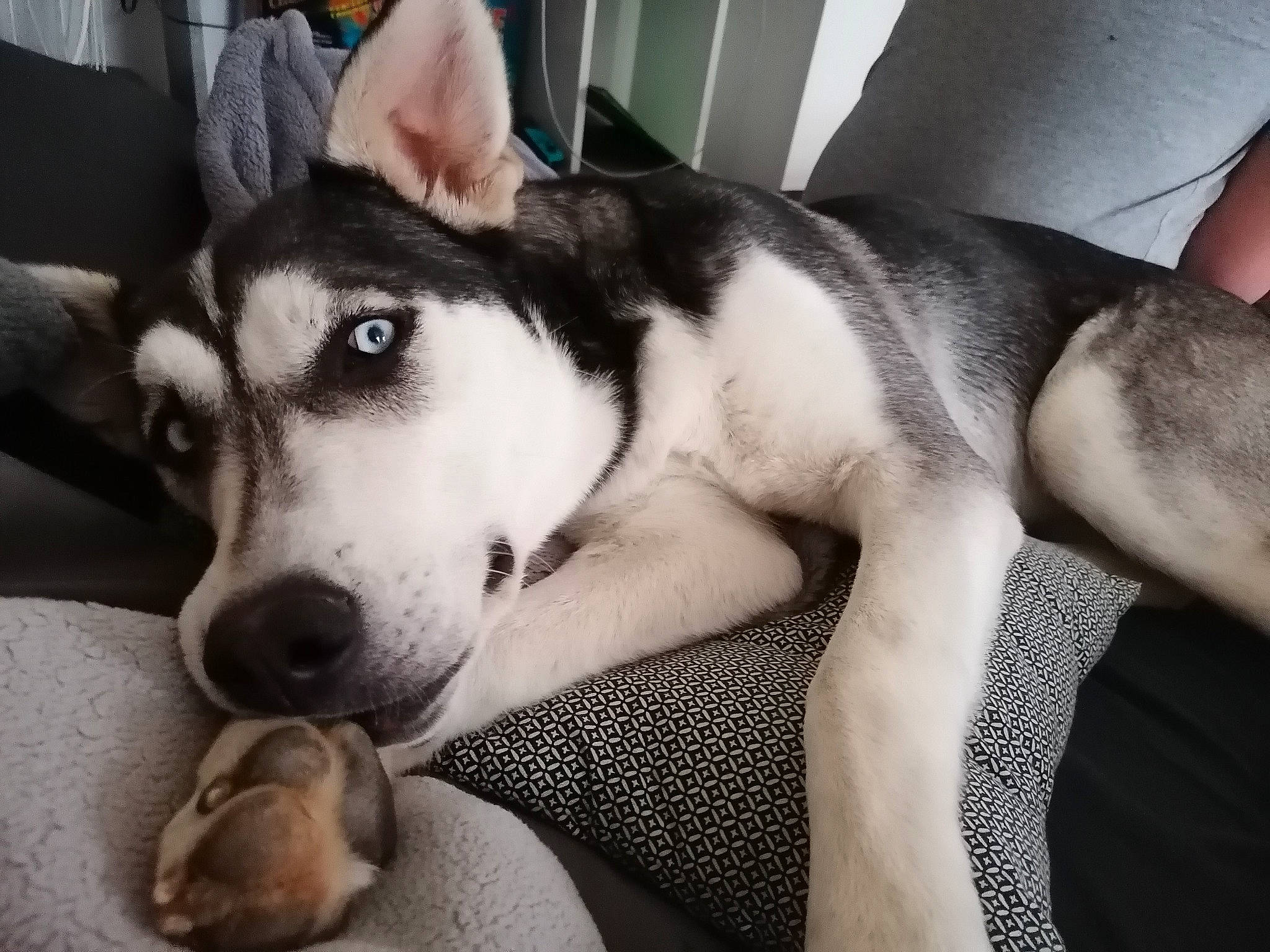 Dana a rejoint le concours — aidez-le/la à gagner de superbes lots ! alaskan_klee_kai, alaskan_malamute, canidae, carnivore, dog, dog_breed, fur, labrador_husky, mammal, miniature_siberian_husky, northern_inuit_dog, nose, rare_breed_dog, sakhalin_husky, seppala_siberian_sleddog, siberian_husky, sled_dog, snout, vertebrate, wolfdog
