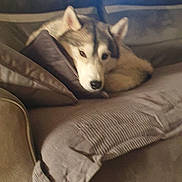Talya a rejoint le concours — aidez-le/la à gagner de superbes lots ! animal, blanket, canine, comfort, couch, cozy, dog, domestic, fur, furniture, home, husky, indoor, living_room, nap, pet, pillow, relaxed, resting, window