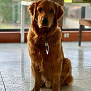 Archi participe au concours pour gagner de l'argent avec cette photo : dog, golden_retriever, indoor, pet, animal, floor, collar, tag, fur, sitting, calm, tile, window, natural_light, brown, ears, face, paw, domestic_animal, canine