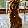 dog, golden_retriever, indoor, pet, animal, floor, collar, tag, fur, sitting, calm, tile, window, natural_light, brown, ears, face, paw, domestic_animal, canine