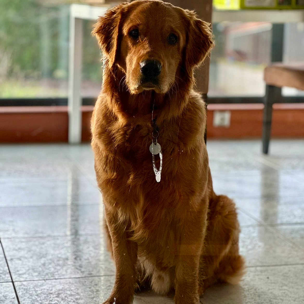 Archi participe au concours pour gagner de l'argent avec cette photo : animal, brown, calm, canine, collar, dog, domestic_animal, ears, face, floor, fur, golden_retriever, indoor, natural_light, paw, pet, sitting, tag, tile, window