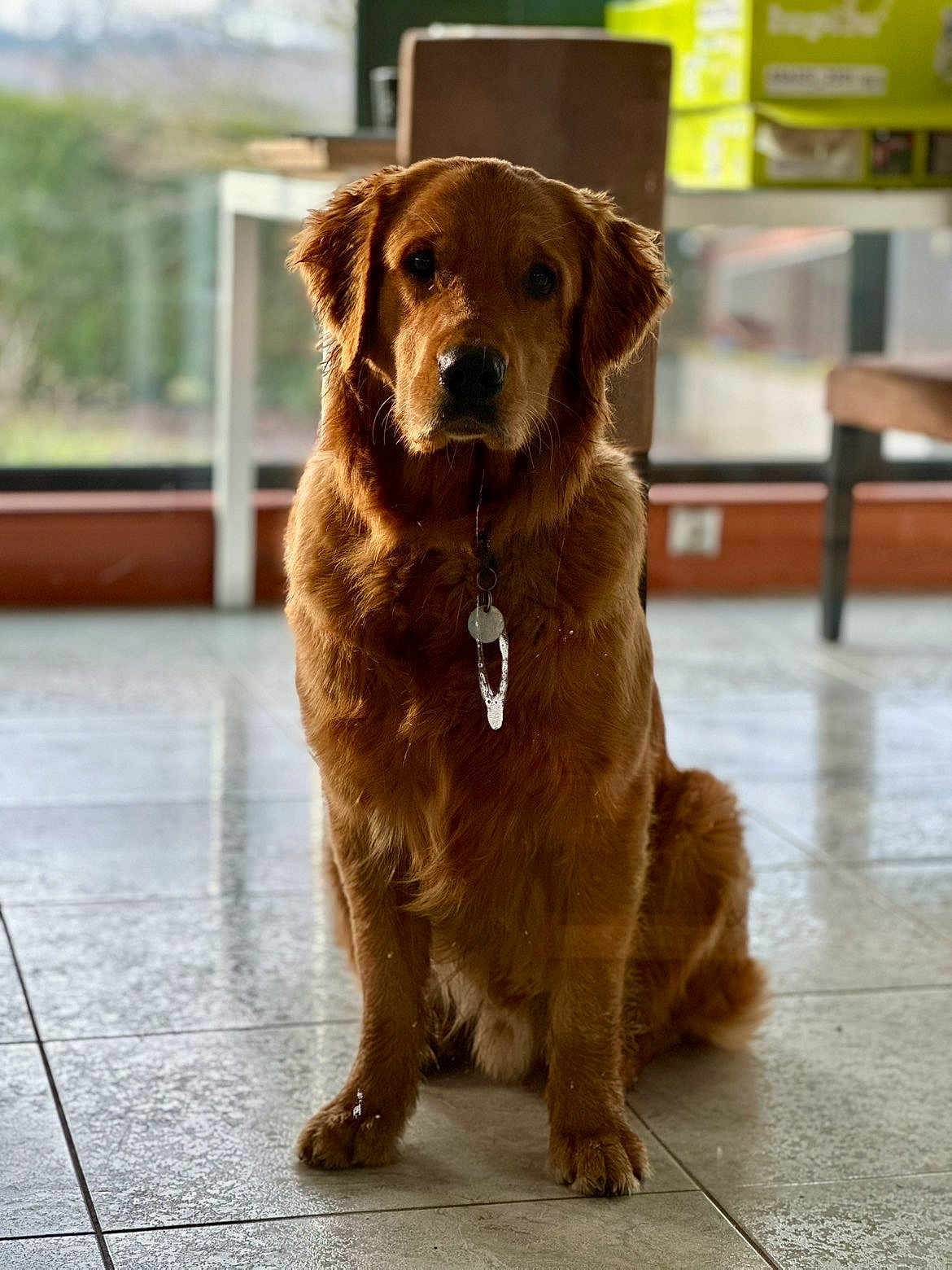 Archi participe au concours pour gagner de l'argent avec cette photo : dog, golden_retriever, indoor, pet, animal, floor, collar, tag, fur, sitting, calm, tile, window, natural_light, brown, ears, face, paw, domestic_animal, canine