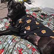 Nina is registered to the contest to win money with this photo: dog, black_dog, pet, animal, portrait, lying_down, bed, bedspread, floral_pattern, clothing, costume, halloween, pumpkin_pattern, indoors, bedroom, relaxed, looking_at_camera, face, legs, home