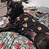 dog, black_dog, pet, animal, portrait, lying_down, bed, bedspread, floral_pattern, clothing, costume, halloween, pumpkin_pattern, indoors, bedroom, relaxed, looking_at_camera, face, legs, home