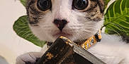 Dottie joined the competition — help win amazing prizes! cat, kitten, tabby, close_up, indoor, plant, collar, paw, whiskers, big_eyes, curious, portrait, pet, furniture, wood, painted_surface, green_leaf, ears_up, nose, domestic_cat