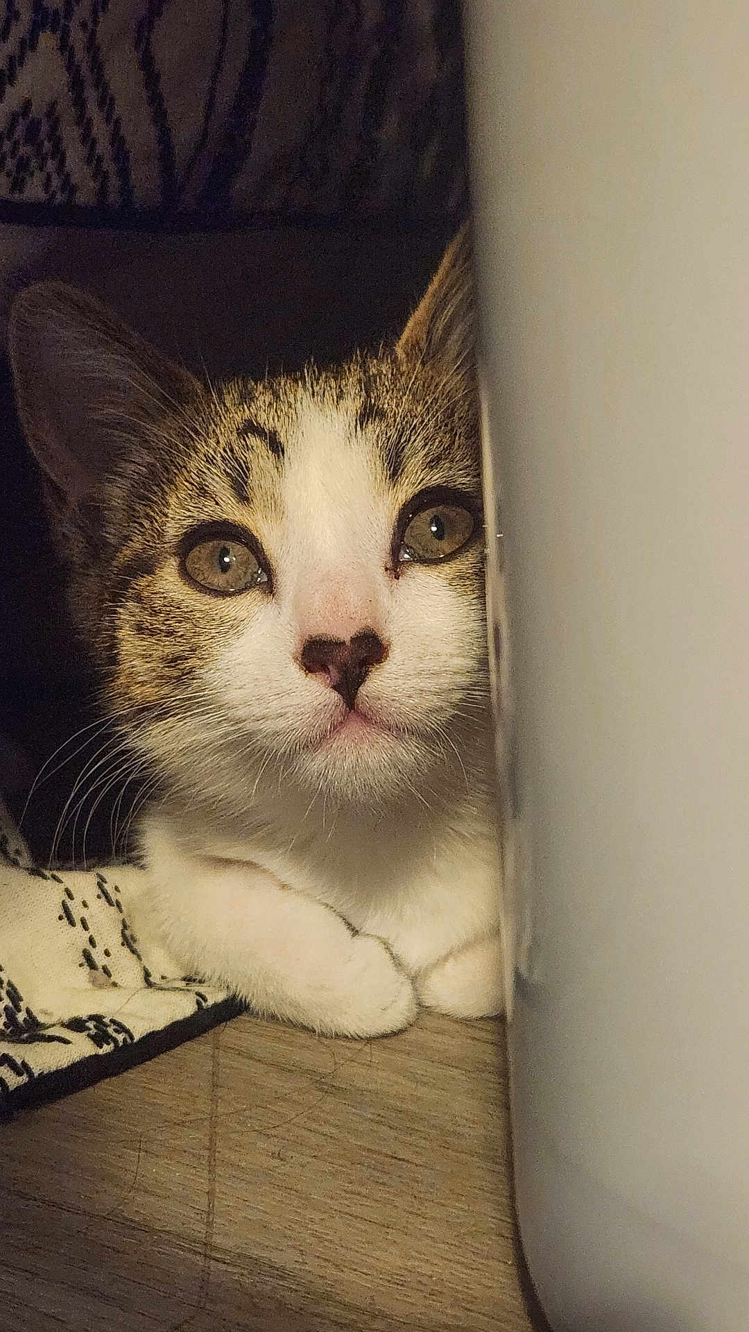 Dottie is registered to the contest to win money with this photo: cat, kitten, pet, feline, whiskers, paws, nose, eyes, portrait, indoor, wood_floor, blanket, pattern, cozy, peeking, close_up, ears, fur, domestic_animal, curiosity