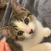 Dottie is registered to the contest to win money with this photo: cat, kitten, pet, tabby, white_fur, close_up, whiskers, paw, eyes, ear, nose, blanket, hand, tattoo, indoor, bed, soft_texture, portrait, cute, companion